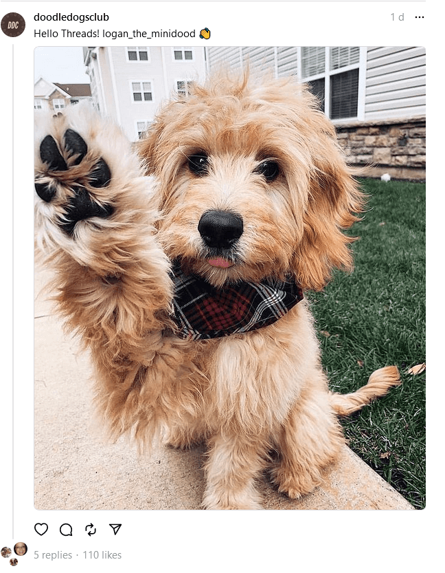 The Best Dog Instagram Threads Accounts You Need to Follow